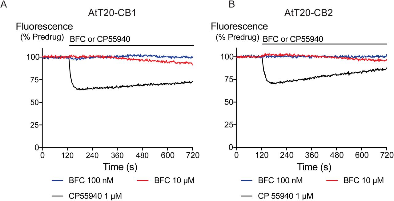 The effects of brodifacoum (BFC) and CP55940 in AtT20 cell expressing CB1 or CB2.Representative traces showing the change in fluorescence induced by application of CP55940 (1 µM) but not BFC (10 µM) in A) AtT20-CB1 and B) AtT20-CB2 cells. Values are expressed as a percentage of predrug baseline. A reduction in fluorescence indicates a hyperpolarization. The prolonged application of BFC (10 µM) produces small changes in the fluorescence in AtT20 cells expressing cannabinoid receptors. Drug was added for the duration of the bar; the traces are representative of at least five independent experiments.