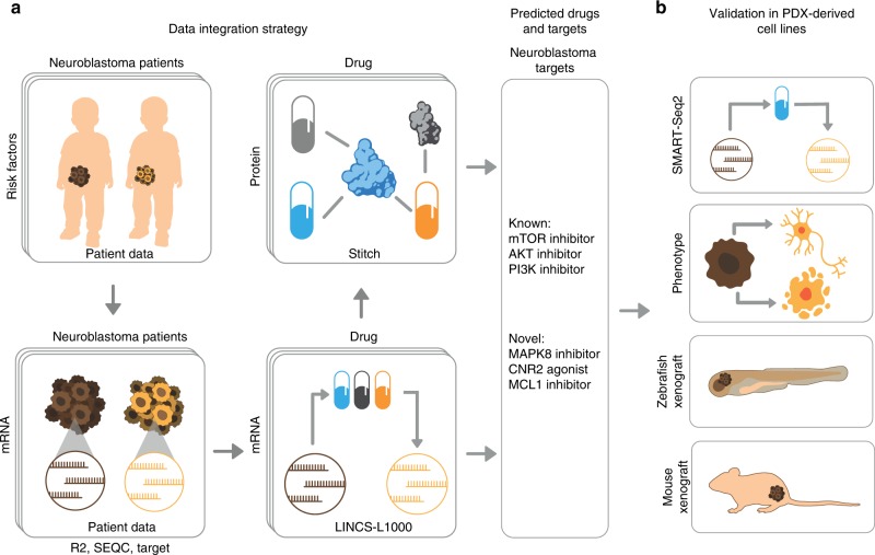 Integrative discovery of treatments for high-risk neuroblastoma.a Step 1: Data integration. We combined omics data from three cohorts of high-risk neuroblastoma (R2, TARGET and SEQC) to construct risk signatures, which were linked to pharmaco-transcriptomic (L1000) and drug target (STITCH) data, resulting in associations between disease signatures and therapeutic targets. b Step 2: Experimental evaluation. Using tumour cells from high-risk cases, we combine RNA sequencing, cell-based assays, and animal models to confirm targets.