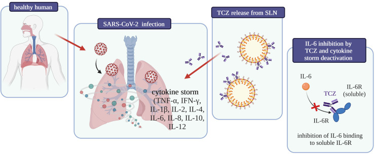 Graphical summary of the influence on COVID-19 treatment of tocilizumab-coated solid lipid nanoparticles [own drawing].