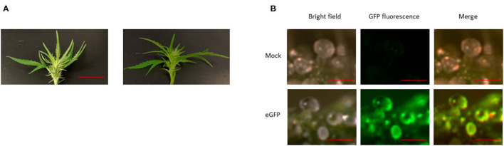 (A) Female hemp flower before (left) and after (right) agroinfiltration. Bar 1.5 cm. (B) Transient GFP expression in the female flower. Bar 1.2 mm.