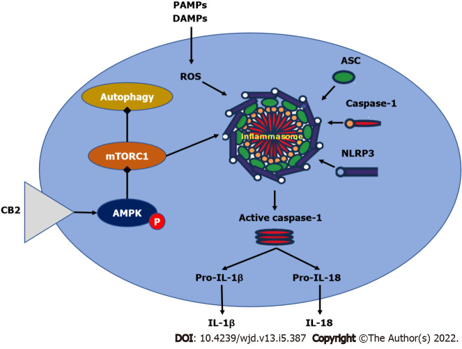 Effect of cannabinoid receptors on adenosine monophosphate activated protein kinase/mammalian target of rapamycin complex 1/NLR family pyrin domain containing 3 signaling. Cannabinoids enhance the phosphorylation of adenosine monophosphate activated protein kinase (AMPK), which reduces the stimulatory effect of mammalian target of rapamycin complex 1 (mTORC1) on inflammasome assembly. Depressed activation of NLR family pyrin domain containing 3 (NLRP3) will diminish the activation of procaspase-1 leading to a decrease in interleukin-1β (IL-1β) and IL-18 production. Additionally, the inhibitory effect of phosphorylated AMPK on mTORC1 will enhance autophagy. AMPK: Adenosine monophosphate activated protein kinase; mTORC1: Mammalian target of rapamycin complex 1; NLRP3: NLR family pyrin domain containing 3; IL: Interleukin.