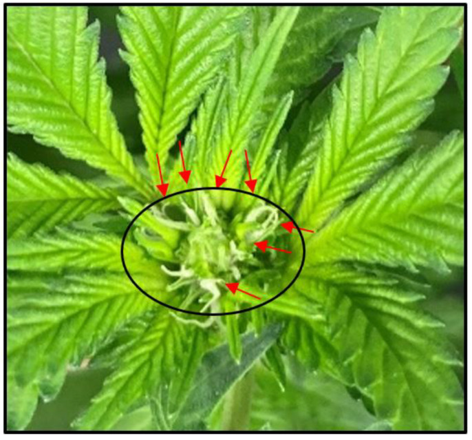 Morphological attributes of flowering initiation at the apex of the primary shoot, approximately 7 days after the plant was identified as having initiated flowering. Each red arrow points to an individual pair of stigmas that, in combination (i.e., ≥3 pairs) and without physical gaps, identify these floral tissues and the surrounding sugar leaves as an inflorescence (circled in black).