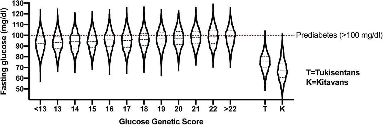 Comparison between fasting glucose in the Framingham cohort and in hunter gatherer populations.Violin plot displaying 1,000 synthetic glucose datapoints per group of glucose genetic risk score using population mean and SD values from the Framingham cohort,3 as well as using data from two hunter gatherer cohorts, the Tukisentans and Kitavans.10,11 The Tukisentans would have a 98.6% likelihood of having a blood sugar below the mean of those in the Framingham cohort with the best genetic score, with a 97.5% likelihood in the Kitavans. They display normal distributions with only 19.5% and 27.3% overlap with the lowest risk Framingham group and 0.09% and 0.05% risk of prediabetic fasting blood glucose, respectively. Even in the lowest risk genetic group in the Framingham cohort, the estimated prevalence of prediabetic fasting blood sugar levels (19.4%) is around 200-400 times higher than in hunter gatherer populations.