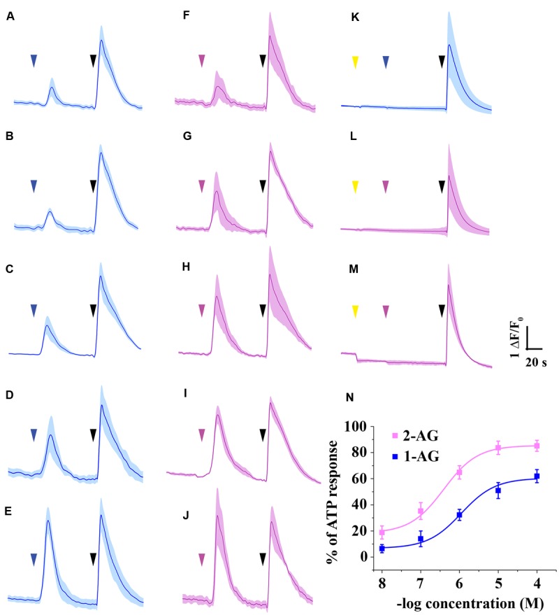 Ca2+ transients induced by 1-AG and 2-AG. (A–E) Average Ca2+ transients induced by 10-8 (A), 10-7 (B), 10-6 (C), 10-5 (D), or 10-4 M (E) 1-AG (blue arrowhead). (F–J) Population average of Ca2+ transients in response to application of 2-AG in 10-8 (F), 10-7 (G), 10-6 (H), 10-5 (I), or 10-4 M (J) (magenta arrowhead). (K–L) Application of AM251 in 5 μM (yellow arrowhead) prevents 10 μM 1-AG (K, blue arrowhead) and 1 μM 2-AG (L, magenta arrowhead) from evoking Ca2+ transients. (M) AM251 in 5 μM (yellow arrowhead) induced a drop in the baseline in case of several cells. 2-AG in 1 μM (magenta arrowhead) failed to evoke any biological response in these cells. (N) Standard concentration-response curves of 1-AG and 2-AG. Each data point represents an average of AUC value of Ca2+ transients induced by various concentrations of 1-AG (as shown in A–E, blue) or 2-AG (based on F–J, magenta), expressed as percentage of response to 180 μM ATP (black arrowheads).