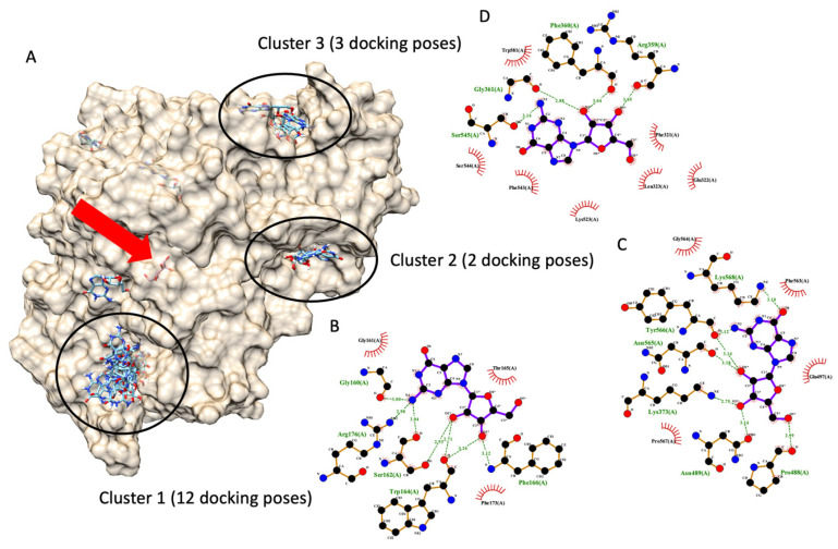 Molecular docking of guanosine. (A) demonstrates six docking pockets (clusters) of guanosine on α-glucosidase (PDB ID: 3a4a). The most promising pockets (cluster) with the top three highest docking poses are highlighted via dark circles. The red arrow indicates the native glucose ligand inside the glucosidase catalytic site. (B–D) exhibited a 2D interaction diagram of a representative docking pose, lowest docking energy, from each cluster ((B) for cluster 1, (C) for cluster 2, and (D) for cluster 3) and amino acid in the glucosidase catalytic domain.