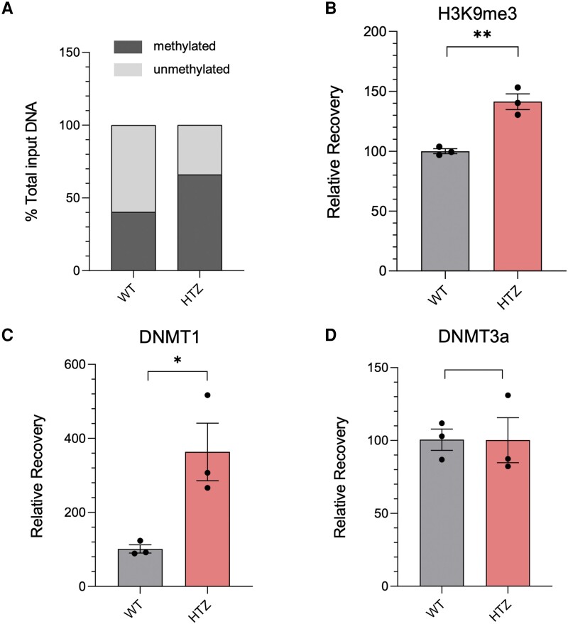 FAAH expression is regulated by DNA methylation in a DNMT1− and FAAH-OUT-dependent manner. (A) FAAH promoter methylation is increased when FAAH-OUT levels are reduced. MethylScreen analysis showed a significant increase in FAAH promoter DNA methylation levels in HEK293-HTZ stable line cells harbouring heterozygous (HTZ) FAAH-OUT microdeletion (∼40% methylation in WT cell line to ∼65% methylation in HTZ line). (B) FAAH promoter is less active when FAAH-OUT transcription is reduced. ChIP-qPCR analysis at FAAH promoter showed that the increased DNA methylation at the FAAH promoter in HEK293-HTZ cells coincides with an increase in H3K9me3 post-translational modification that typically correlates with heterochromatin, both indicating a less active FAAH promoter state. (C and D) DNA at FAAH promoter is methylated by DNMT1. ChIP-qPCR analysis at FAAH promoter in HEK293-HTZ cells showed a significant (∼3-fold) increase in chromatin-associated DNMT1 (C) when compared to the wild-type (WT) control, whereas the levels of chromatin-bound DNMT3a did not change (D). Mean values from the WT control cells were assigned as 100%. Data-points are denoted by dots, bars show the ± SEM, and data analysed by a Student’s t-test, *P ≤ 0.05, **P ≤ 0.01 (B–D).