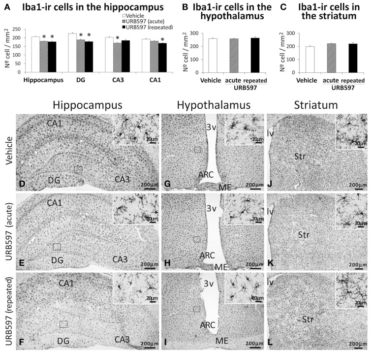Effects of acute and repeated treatment of URB595 (0.3 mg/kg) on microglia in the SGZ, hypothalamus and SVZ by Iba-1 immunohistochemistry. (A–C) The number of positive cells are specifically lower in the hippocampus of acute and repeated URB597-treated rats. (D–L) Representative microphotographs showing low and high (insets) magnification views of cells expressing Iba-1. The histograms represents the mean ± s.e.m. per area (mm2) (n = 6–8) of the number of Iba1+ cells per experimental group. ANOVA and Bonferroni's test: *P < 0.05 vs. vehicle group. Scale bars are included in each image.