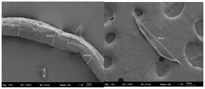 SEM micrographs showing the morphology and dimensions of the softwood (pine) fibers.