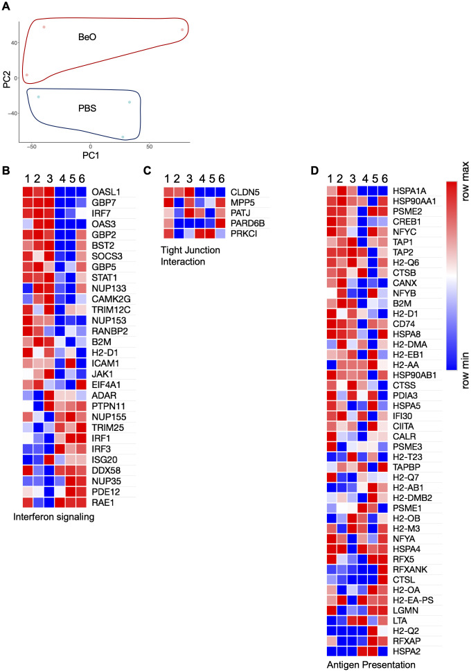 RNA-sequencing of lung tissue-specific B cells from BeO exposed HLA-DP2 Tg mice identify genes involved in increased activation and antigen presentation. HLA-DP2 FVB/N Tg mice were sensitized and boosted with BeO on days 0, 1, 2, 14, 15, 18, and 19. On day 21, IVCD45- B cells were sorted by FACS. B cells were pooled from n=5 mice/per experiment, and RNA samples (1, 2, 3) were prepared. The numbers (1, 2, 3) represent individual experiments. RNA sequencing was performed and compared against control samples (4, 5, 6), prepared from CD23+ follicular B cells sorted from the spleens of WT mice. (A) Principal component analysis showing the distribution of control and BeO BeO-exposed samples. Differentially expressed genes are associated with interferon signaling (B), tight junction interactions (C), and antigen presentation (D).