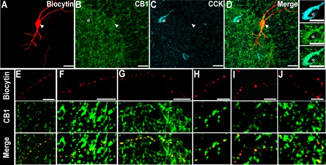CB1R expression in TML-C somata and axon collaterals. A−D: Confocal images at 60× of the TML cell illustrated in Figure 1A shows the biocytin filled soma (A), labeling for CB1R (B), CCK (C), and merge (D). Arrowhead denotes biocytin labeled cell co-labeled for CB1R. * marks CCK expressing neuron co-labeled for CB1R. Note the labeling for CB1R and not CCK in the biocytin labeled soma and presence of CCK labeling in adjacent cells in C. Insets to right of D shows colocalization of CB1R in a CCK positive cell (*) adjacent to the recorded cell. Scale bar, 25 μm. GC: granule cell layer. E−J: Confocal images of biocytin-filled axons (red, top panel) from the same cell as in A (E−G) and two additional TML cells (H−J) show CB1R labeling (middle panel) in the merged image (bottom panel). Scale bar, 10 μm.