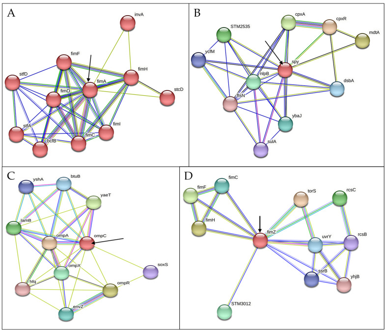 String network depicting Interactions of selected CBD-resistance genes with other closely related genes (A) fimA, (B) spy, (C) ompC, and (D) fimZ.