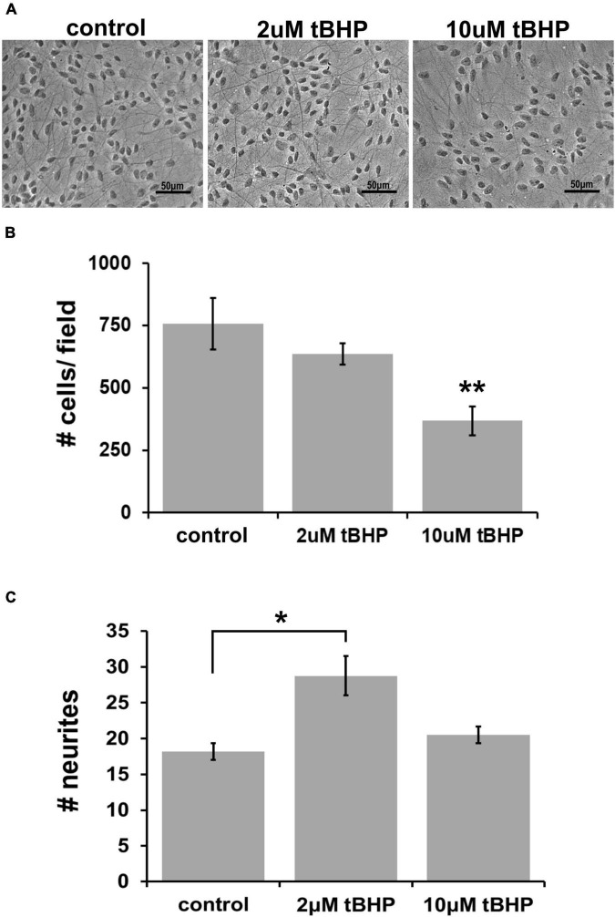 Establishing the optimal parameters for oxidative stress in ReN cells. (A) Phase contrast image showing differentiated ReN cells under control conditions (cont) or exposure to 2 μM or 10 μM tert-butylhydroperoxide (tBHP). Note that there is a reduction in the number of cells when exposed to 10 μM tBHP (right panel). Magnification is 200×, scalebar is 50 μM. (B) Manual cell counts from phase contrast images reveal that 2 μM tBHP led to a 16% reduction while 10 μM tBHP led to a 52% reduction in the number of cells. (C) Measurement of the number of neurites along an intersecting line from the top of the field to the bottom of the field while avoiding soma reveals that 2 μM tBHP led to a 45% increase in neurite density while 10 μM tBHP had no effect on neurite density. Images were converted to binary (black and white) and lines were drawn from the top to the bottom of the field. The number of times the intensity went from 255 to 0 (encounter with a neurite) was counted and recorded to determine the number of neurites. Neurites from > 10 cells (between 10 and 20 cells) were analyzed and three samples, each with six trials, were measured to determine neurite number. *p ≤ 0.05, **p ≤ 0.01.