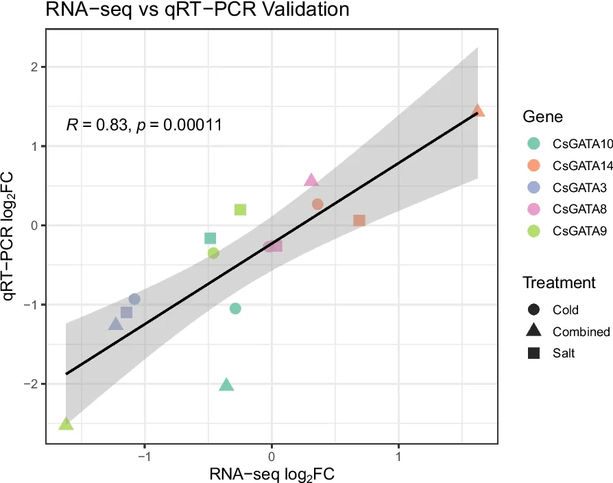 Validation of RNA-seq expression data by quantitative real-time PCR (qRT-PCR). Scatter plot showing the correlation between RNA-seq |log2FC| fold-change (treatment vs. control) and qRT-PCR |log2FC| (treatment vs. control calibrator) for five stress-responsive CsGATA genes (CsGATA3, CsGATA8, CsGATA9, CsGATA10, and CsGATA14) across three treatment conditions (cold stress, salt stress, and combined stress; n = 15 paired observations)
