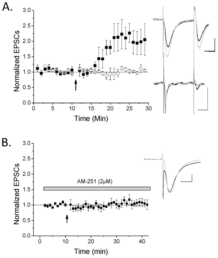 High-frequency stimulus long-term potentiation (HFS-LTP) only occurs in a subset of rat hippocampal oriens interneurons and is cannabinoid receptor (CB1)-dependent. (A) Oriens interneurons were recorded in whole cell voltage-clamp mode and 100 Hz high-frequency stimulus (HFS; arrow) while in current clamp mode was used to induce LTP. A majority (67%) of interneurons exhibited significant LTP (n = 8; ANOVA, p < 0.05), while a minority did not (n = 4; ANOVA, p > 0.05). ANOVAs were used to compare baseline to post-HFS excitatory postsynaptic currents (EPSCs) in order to group a cell having significant LTP versus no plasticity. These two groups (black symbols, LTP; white symbols, no plasticity) were significantly different from each other (p < 0.05, t-test). Inset: top traces are an LTP example and bottom traces are a no plasticity example. Traces were taken from 10–12 sweeps just before HFS (black) or ~10–15 min post-HFS (light gray). (B) This LTP was significantly blocked by AM-251 (n = 6; p < 0.05 compared to control LTP), suggesting it is CB1-dependent. Scale bars 100 pA, 10 msec. Plots, mean with s.e.m.