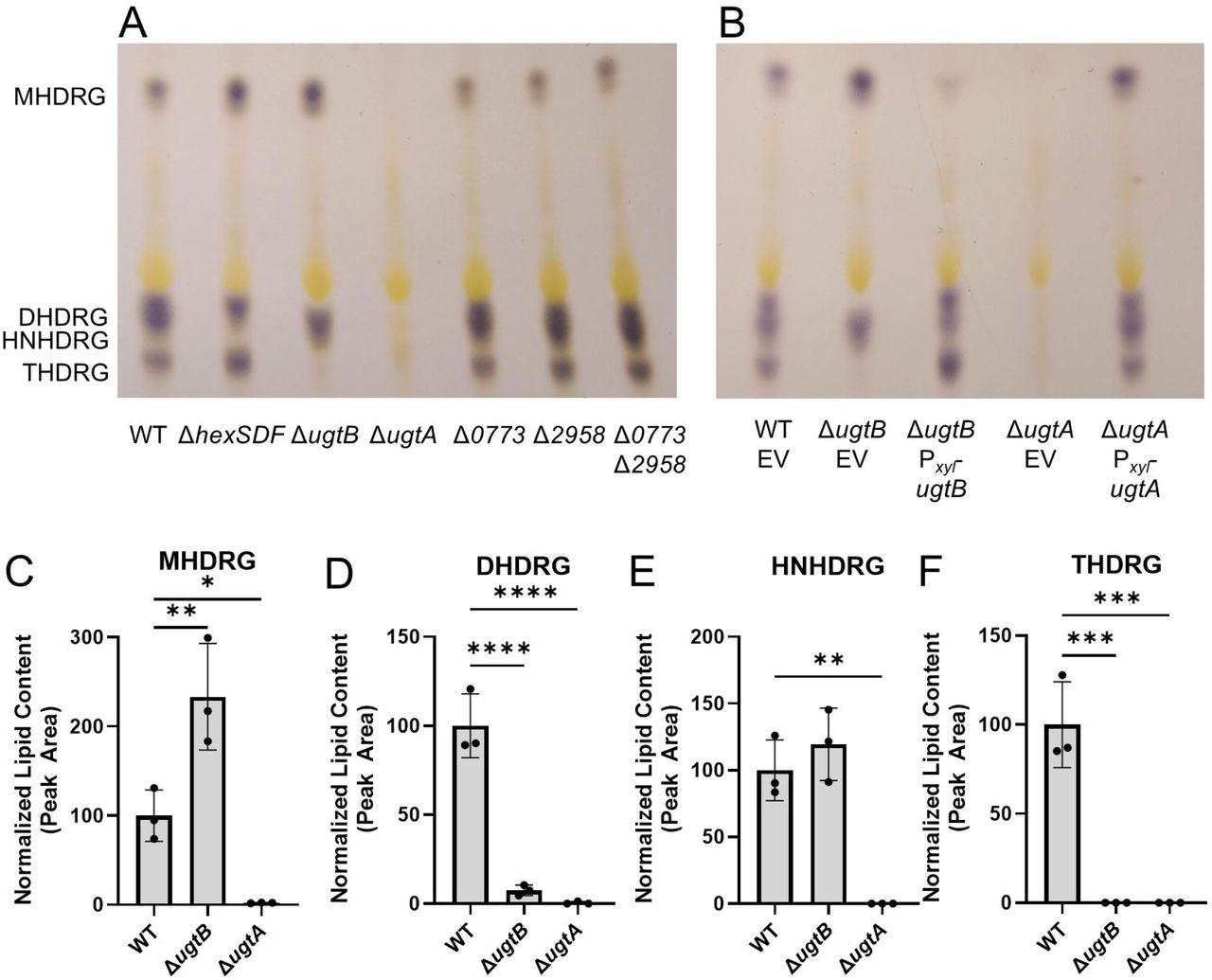 Exogenous expression of ugtA, ugtB, and hexSDF in B. subtilis supports production of glycolipids. A) Lipid extracts from B. subtilis strains were separated using TLC and visualized with 1-naphthol. Comparison of B) MHDRG, C) DHDRG, and D) HNHDRG levels as determined by lipidomic analysis. The black arrow highlights the small amount of DHDRG in ΔugtP Pxyl-ugtA PIPTG-ugtB. Strains were induced with 1% xylose and/or 1 mM IPTG to express elements of interest.