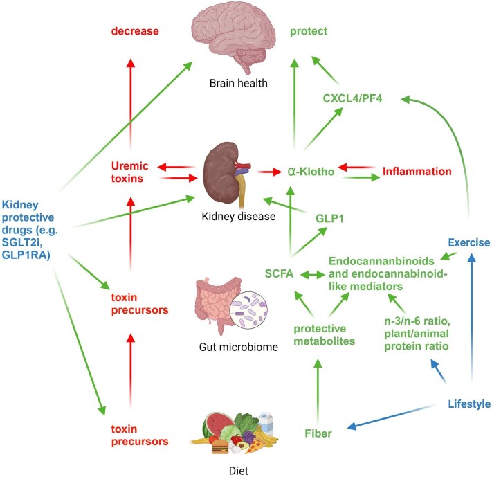 Kidney disease has a two-hit impact on brain health by promoting toxin availability and decreasing resilience to injury. Kidney disease is characterized by the loss of multiple kidney functions, ranging from excretion of uraemic toxins to production of tissue protective and antiaging factors such as alpha-klotho. Gut microbiota products, such as SCFAs (such as butyrate), are instrumental in preserving the kidney production of Klotho (determining circulating Klotho levels), which are also preserved by novel kidney protective drugs. SCFAs also promote the secretion of GLP1. Circulating alpha-klotho preserves brain health by increasing availability of the exerkine (i.e. also released in response to exercise) CXCL4/platelet factor 4 (PF4). Closing the circle on the relationship between lifestyle, kidney and brain health, and kidney protective medications, other microbiota products such as endocannabinoid metabolites, regulate motivation of exercise and GLP1 receptor agonists modulate diet. Blue arrows indicate modulation, red arrows indicate a negative impact and green arrows indicate positive impact.