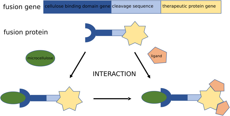 Schematic representation of the construction of a hybrid bioMCC (or bionanocellulose). The drawing shows an interaction of a CBD-fusion protein with a biocompatible MCC (nanocellulose) carrier. This construct can be subjected to further enhancement by the binding of a functionalized ligand (e.g. therapeutic), which exhibits an affinity toward the CBD-fusion protein