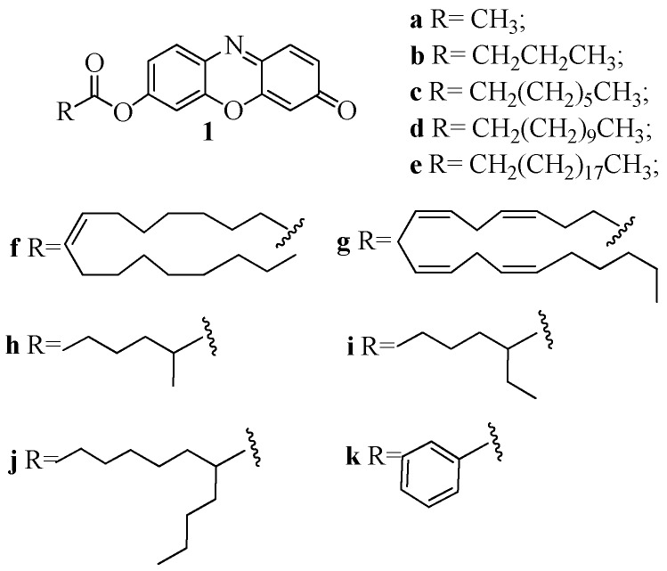 Structures of 7-hydroxyresorufynil esters: acetate (1a), butyrate (1b), octanoate (1c), dodecanoate (1d), icosanoate (1e), oleate (1f), arachidonate (1g), 2-methylhexanoate (1h), 2-ethylhexanoate (1i) 2-butyloctanoate (1j), benzoate (1k).