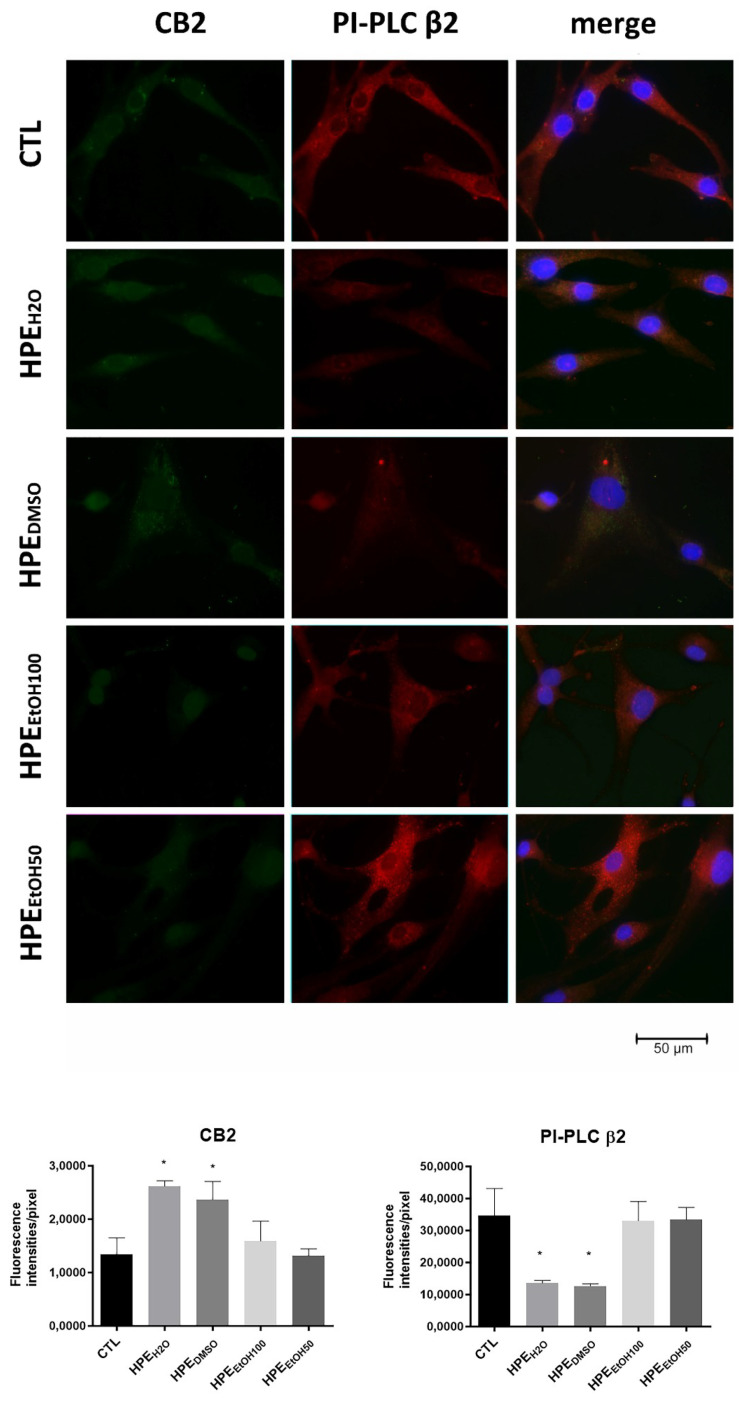 Effects of all HPE extracts on CB2 receptor and PI-PLC β2 protein production. Upper panel: Cells were treated with 0.1 mg/mL of Harpagophytum procumbens root extract (HPE) dissolved in deionized water (HPEH2O), DMSO (HPEDMSO), 100% v/v EtOH (HPEEtOH100), and 50% v/v EtOH (HPEEtOH50), for 24 h and then, analyzed by immunofluorescence using anti-CB2 and anti-PI-PLC β2 primary antibodies and Alexa Fluor 488 (green, CB2) and Alexa Fluor 568 (red, PI-PLC β2) secondary antibodies, respectively. Nuclei were stained with DAPI (original magnification 40×). Lower panel: The pixel intensities in the region of interest were obtained by ImageJ. * p < 0.05.