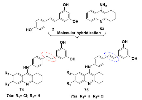 Structural design of a new family of hybrid compounds based on the molecular hybridization of resveratrol (2) and tacrine (53) to generate compounds 74a and 75a as AChE and Aβ aggregation inhibitors.