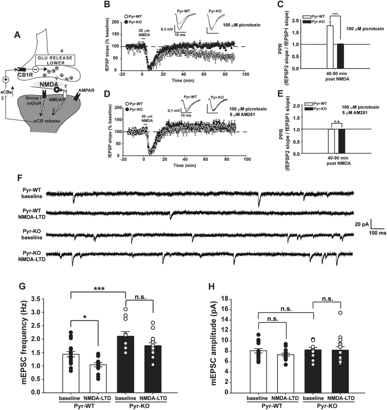 NMDA-LTD and NMDA-dependent synaptic pruning is abolished in Pyr-KO mice. a Cartoon of a CA3-CA1 synapse depicting the sequential effect of bath-application of NMDA [1] on eCB release [2], activation of CB1Rs [3], and lowering glutamate release [4]. b Three minute 20 µM NMDA induces persistent LTD in Pyr-WT (71.3 ± 0.96%; n = 12 slices/4 mice; p < 0.001 relative to baseline); no effect in Pyr-KO (103.6 ± 1.03 %; n = 10 slices, 4 mice); p < 0.001, 2-Way RM Anova. c PPR for NMDA-LTD in Pyr-WT: 1.76 ± 0.14 (n = 12 slices/4 mice) vs. Pyr-KO: 1.01 ± 0.16 (n = 10 slices, 4 mice); p < 0.001, 2-Way RM Anova. d NMDA-LTD in Pyr-WT in the presence of 5 µM AM251: 120.3 ± 1.5 % (n = 11 slices/4 mice) vs. Pyr-KO: 122.3 ± 1.0 % (n = 8 slices/3 mice); p = 0.37, 2-Way RM Anova. e PPR during NMDA-LTD in AM251 is comparable between Pyr-WT (0.994 ± 0.013; n = 11 slices/4 mice) vs. Pyr-KO (0.99 ± 0.015; n = 8 slices/3 mice); p = 0.73, 2-Way RM Anova. Data averaged during period from 40 to 90 min post-induction. f Example traces of mEPSCs from Pyr-WT and Pyr-KO before and after induction of NMDA-LTD with a brief (3 min) pulse of 20 µM NMDA. g Bar-graph of average mEPSC frequency, with overlaid individual cell values (black and white symbols). Pyr-WT baseline: 1.44 ± 0.10 Hz (n = 17 cells/6 mice) vs. Pyr-WT NMDA-LTD: 1.04 ± 0.07 Hz (n = 15 cells/6 mice); p = 0.047. Pyr-WT baseline vs. Pyr-KO baseline: 2.11 ± 0.17 Hz (n = 11 cells/4 mice); p = 0.001. Pyr-KO baseline vs. Pyr-KO NMDA-LTD: 1.76 ± 0.11 Hz (n = 15 cells/4 mice); p = 0.153. One-Way Anova with post-hoc Tukey for multiple comparisons. h Bar-graph of average mEPSC amplitude, with overlaid individual cell values (black and white symbols). Pyr-WT baseline: 8.11 ± 0.41 (n = 17 cells/6 mice) vs. Pyr-WT NMDA-LTD: 7.36 ± 0.27 (n = 15 cells/6 mice); p = 0.652; Pyr-KO baseline: 8.29 ± 0.48 (n = 11 cells/4 mice) vs. Pyr-KO NMDA-LTD: 8.23 ± 0.66 (n = 15 cells/4 mice); p = 1.00. Pyr-WT baseline vs. Pyr-KO baseline: p = 0.99. One-Way Anova with post-hoc Tukey for multiple comparisons.