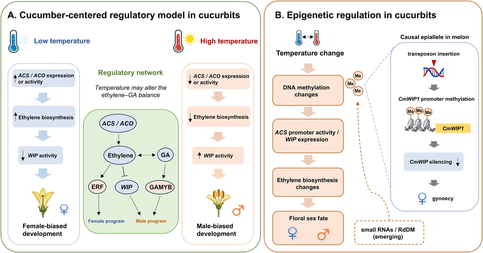 Diagram comparing temperature-dependent regulation of floral sex in cucurbits. Panel A shows cucumber-centered models where low temperature increases ethylene biosynthesis and promotes female flowers, while high temperature promotes male flowers by increasing WIP activity. Panel B illustrates epigenetic regulation, where temperature changes lead to DNA methylation changes affecting ACS activity, WIP expression, ethylene biosynthesis, and sex fate. The right section details how CmWIP1 promoter methylation and silencing in melon, caused by transposon insertion, results in gynoecy. Icons and arrows depict molecular and developmental steps with male and female floral symbols.