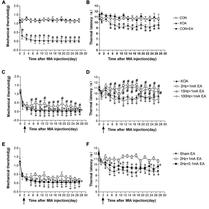 Time course of the effect of electroacupuncture (EA) on pain hypersensitivity in knee osteoarthritis (KOA) mice. (A,B) Time course of tactile threshold in response to von Frey filaments (A) or a noxious heat stimulus (B) in control, control+EA and KOA mice. (C,D) Time course of the effect of different EA parameters on tactile (C) and thermal (D) withdrawal thresholds of KOA mice. (E,F) Time course of the effect of EA on tactile (E) and thermal (F) withdrawal thresholds of KOA mice. EA was administered for 30 min, once every other day for 4 weeks, starting from 2 days after monosodium iodoacetate (MIA) injection, as indicated by arrows. Data are expressed as means ± SD (n = 10 mice in each group). *p < 0.05, compared with the control group; #p < 0.05, compared with the KOA group; +p < 0.05, compared with the 2 Hz + 1 mA group.