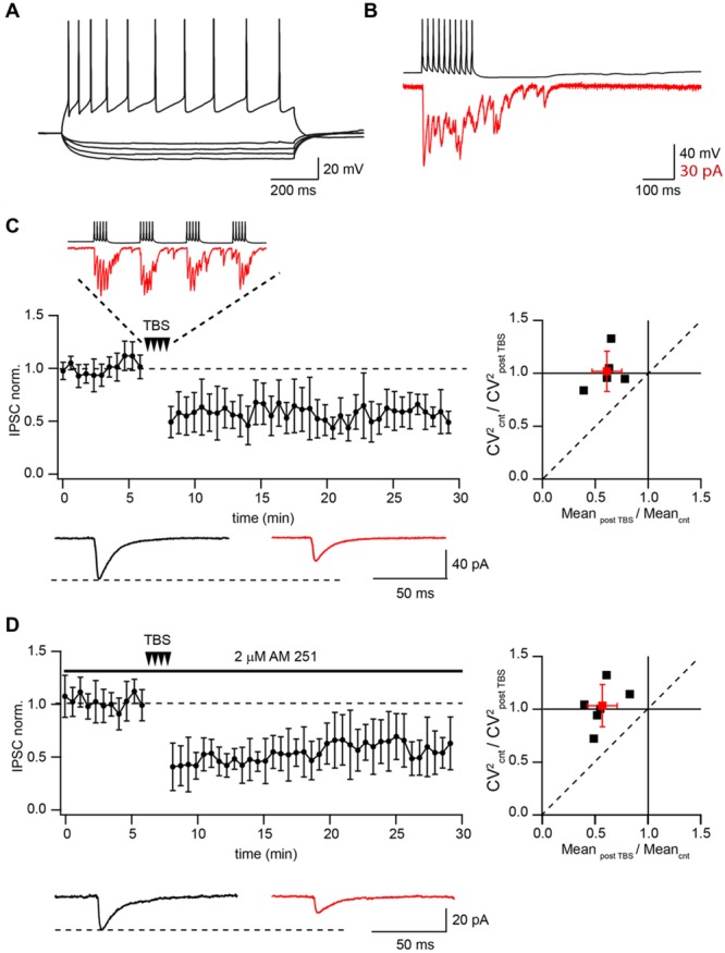 Theta-burst stimulation (TBS) induces LTD in pairs of connected CB1+ to CA1 pyramidal neurons. (A) Voltage responses of CB1+ interneuron to hyperpolarizing and depolarizing current injections. (B) Inhibitory postsynaptic currents (IPSCs; red) evoked by 50 Hz trains of 10 action potentials (black) in a CB1+ interneuron–pyramidal cell pair. Note profound asynchronous release after the end of presynaptic stimulation. (C) TBS triggers long-term depression (LTD) in the pairs of connected presynaptic CB1+ interneurons and postsynaptic CA1 pyramidal cells. The scatter plot (left) shows pooled data from five neurons. The trace above the plot is a typical response to TBS at CB1+ synapses, note profound asynchronous release between AP bursts. Traces underneath are averaged IPSCs prior to (black) and 20 min after (red) TBS. The plot on the right shows result of CV analysis. Black squares represent individual experiments; red square is an average of the data. (D) CB1R blocker does not affect TBS induced LTD at CB1+ to pyramidal cells connections. The scatter plot (left) shows pooled data from five neuron pairs. Traces underneath are averaged IPSCs prior to (black) and 20 min after (red) TBS. The plot on the right shows result of CV analysis. Black squares represent individual experiments; red square is an average of the data.