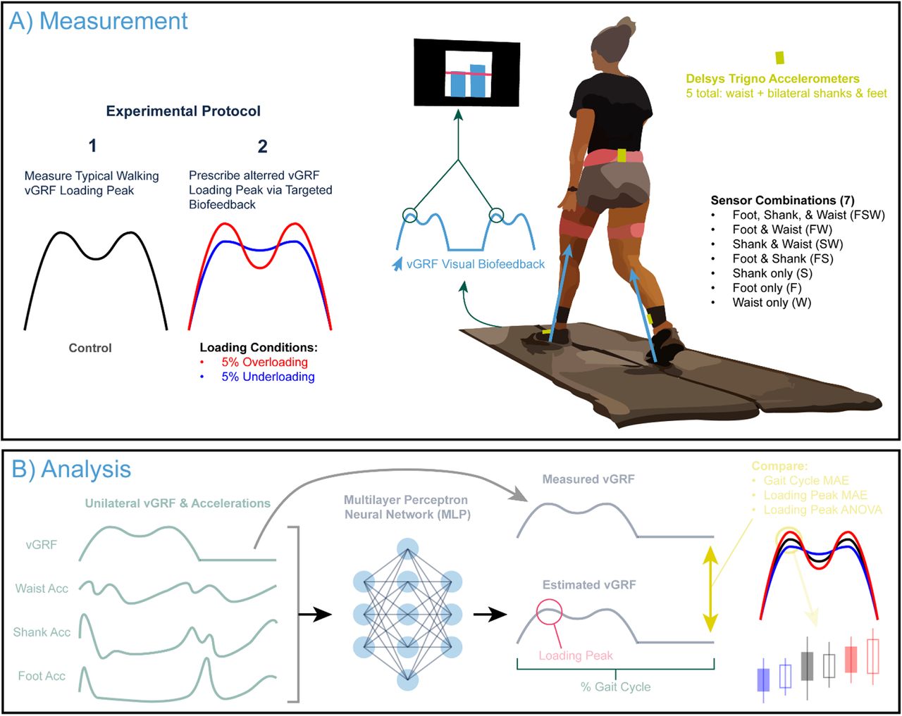 A) We recorded ground reaction forces and lower body accelerations during typical walking and prescribed changes using vGRF targeted biofeedback displaying the loading peak on a screen in front of the participant. B) For analysis, we trained a series of MultiLayer Perceptron models to estimate the unilateral vertical ground reaction force (vGRF) across the gait cycle based on acceleration inputs from various sensor combinations that included waist, shank, and foot sensors. All trained models unilaterally estimated vGRF, only including sensors on that specific side (i.e., left vGRF from the waist, left shank, and left foot).