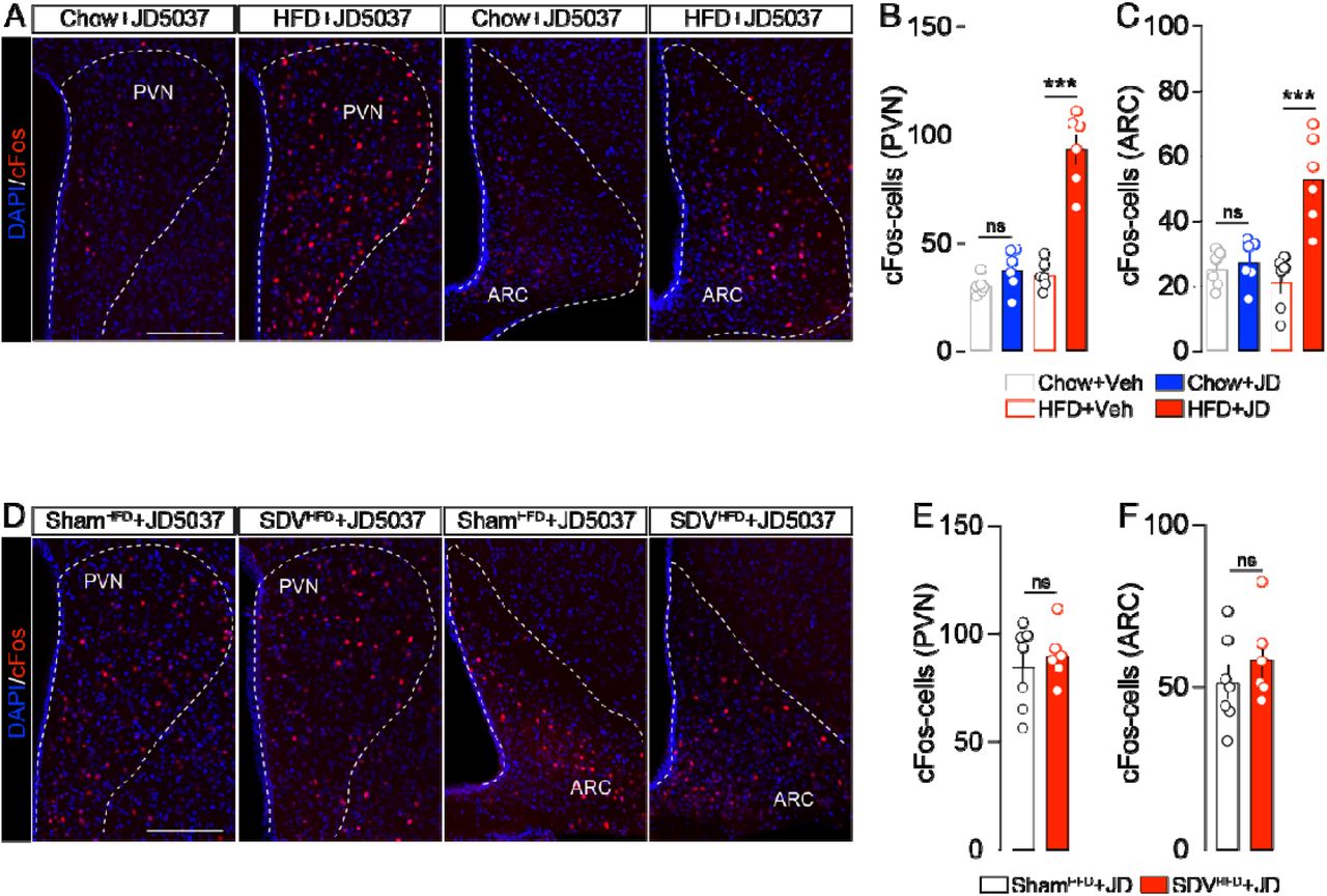 Inhibition of peripheral CB1R leads to the activation of hypothalamic nuclei via a vagus nerve-independent mechanism.(A) Immunofluorescence detection of cFos in the paraventricular nucleus (PVN) and arcuate nucleus (ARC) of the hypothalamus of chow-and HFD-mice administered with JD5037 (3 mg/kg). Quantifications of cFos-positive cells in the PVN (B) and ARC (C) of chow- and HFD-mice administered with vehicle or JD5037 (3 mg/kg) (n=6 mice/group). (D) Immunofluorescence detection and quantifications (E, F) of cFos-positive cells in the PVN and ARC of ShamHFD- and SDVHFD-mice administered with JD5037 (3 mg/kg) (n=6-7 mice/group). Scale bars: 150 μm. Statistics: One-way ANOVA followed by a Bonferroni post hoc test (B, C panels) or Student’s t-test (E, F panels), ***p<0.001 for specific comparisons.