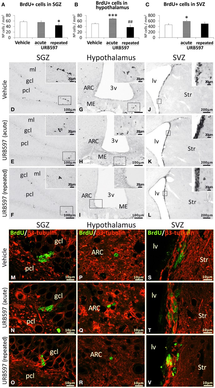 Effects of acute and repeated treatment of URB595 (0.3 mg/kg) on cell proliferation in the SGZ, hypothalamus and SVZ by BrdU immunohistochemistry. (A–C) The number of positive cells is significantly lower in the SGZ of repeated URB597-treated rats, and significantly higher in the hypothalamus and SVZ of acute URB597-treated rats. (D–L) Representative microphotographs showing low and high (insets) magnification views of the typical clustering of newborn cells containing the BrdU labeling. (M–V) Newborn cells in the SGZ, hypothalamus and SVZ showing the co-localization of BrdU (green) and the neuron-specific β3-tubulin (red) by confocal immunofluorescence. The histograms represents the mean ± s.e.m. per area (mm2) (n = 6–8) of the number of BrdU+ cells per experimental group. ANOVA and Bonferroni's test: *P < 0.05, ***P < 0.001 vs. vehicle group, ##P < 0.01 vs. acute URB597 group. Scale bars are included in each image.