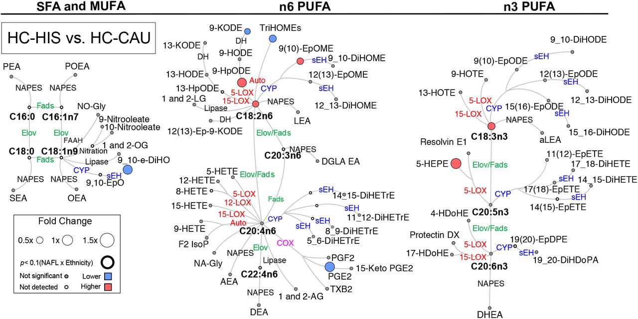Differences in plasma PUFA and lipid mediators between HIS and CAU in lean healthy subjects.Metabolic network illustrating saturated (SFAs), monounsaturated (MUFAs) and polyunsaturated fatty acids (PUFAs), including n-3 and n-6 fatty acids with pathway of oxylipins and endocannabinoids synthesis. Node size represents the fold change of lipids, calculated for each ethnicity separately as (HIS - CAU)/CAU. Node’s color represents the directionality of metabolite differences: higher in NAFL (red); lower in NAFL (blue); no change (grey). Only fold change for lipids with differences between HIS vs. CAU (t-test raw p <0.05) are shown. Lipids means and corresponding p-values are detailed in Table S3. (n =14 HIS and 8 CAU). Fatty acids are described by number of carbons and double bounds of the fatty acyl moiety (i.e., C18:2n6). CAU, Caucasian; HC, Healthy control; HIS, Hispanics; ADH, alcohol dehydrogenase; AEA, arachidonoyl ethanolamine; AG, arachidonoyl glycerol; Auto, autoxidation; COX, cyclooxygenase; CYP, cytochrome P450; DEA, docosatetraenyl ethanolamide; DGLEA, dihomo-gamma-linolenoyl ethanolamide; DH, dehydrogenase; DHEA, docosahexaenoyl ethanolamide; DiHDoPA, dihydroxydocosapentaenoic acid; DiHETE, dihydroxyeicosatetraenoic acid; DiHETrE, dihydroxyeicosatrienoic acid; DiHO, dihydroxyoctadecanoic acid; DiHODE, dihydroxyoctadecadienoic acid; DiHOME, dihydroxyoctadecenoic acid; Elov, fatty acid elongase; Ep-KODE, epoxyoxooctadecenoic acid; EpETE, epoxyeicosatetraenoic acid; EpODE, epoxyoctadecadienoic acid; EpOME, epoxyoctadecenoic acid; F2-IsoP, F2 isoprostanes; FAAH, fatty acid amide hydrolase; Fads, fattyaciddesaturase; HDoHE, hydroxydocosahexaenoic acid; HEPE, hydroxyeicosapentaenoic acid; HETE, hydroxyeicosatetraenoic acid; HODE, hydroxyoctadecadienoic acid; HOTE, hydroxyoctadecatrienoic acid; HpODE, hydroperoxyoctadecadienoic acid; KETE, keto-eicosatetraenoic; KODE, keto-octadecadienoic acid; LEA, Linoleyl ethanolamine; LG, linoleoylglycerol; LOX, lipoxygenase; MUFA, Monounsaturated fatty acid; NA-Gly, arachidonylglycine; NAPES, N-acylphosphatidyl ethanolamine- specific; NO-Gly; OEA, oleoyl ethanolamine; OG, oleoylglycerol; PEA, palmitoyl ethanolamine; PGE, prostaglandin E; PGF, prostaglandin F; POEA, palmitoleoyl ethanolamide; PUFA, Polyunsaturated fatty acids; SEA, stearoyl ethanolamide; sEH, soluble epoxide hydrolase; SFA, Saturated fatty acids; TriHOME, trihydroxyoctadecaenoic acid; TXB, thromboxane.