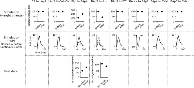 Changes in connection weights and PSP before and after fear reinstatement. First row: simulated connection weights before and after fear reinstatement. Second row: simulated effect of a 30 ms presynaptic stimulation on the PSP of the plastic connections of the model (the presynaptic stimulation was adjusted to obtain a change of maximum 10 mV in the postsynaptic unit). Third row: real data from Vouimba and Maroun (2011) showing that, as in simulation, inputs from the mPFC to BA increase after reinstatement, while those from BA to the mPFC decrease, restoring the synaptic strength to conditioning levels. The other synapses shown here to be stable have never been reported in the literature to undergo LTP or LTD during fear reinstatement.