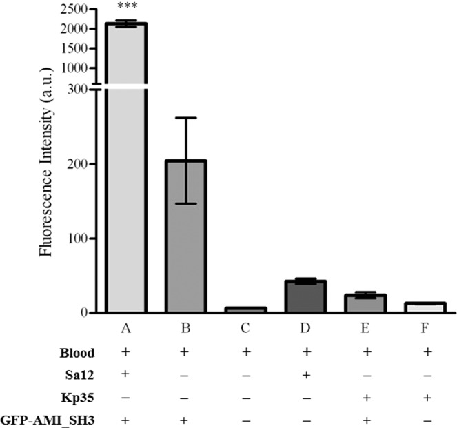 Graphical representation of the mean of the fluorescence intensity of blood samples analysed by flow cytometry. Mean of the fluorescence intensity of: blood culture with S. aureus Sa12 decorated with GFP-AMI_SH3 (A); blood with GFP-AMI_SH3 (B); blood (C); blood culture with S. aureus Sa12 (D); K. pneumoniae 35 blood culture with GFP-AMI_SH3 (E); and K. pneumoniae 35 blood culture (F). All the strains were at 108 CFU mL−1, after a 16 hours inoculum (approximately 1 CFU mL−1) in blood. Error bars represent standard deviations from three independent experiments. Statistically highly significant differences (p < 0.001) of pairwise comparisons between the mean of the fluorescence intensity of labelled S. aureus Sa12 cells among all possible conditions (***) were determined by one-way ANOVA with a post-hoc Tukey’s multiple comparisons test.