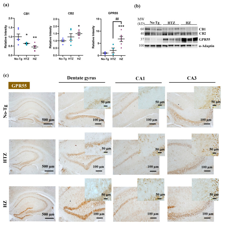 Effect of the genetic load of the disease on protein expression of the endocannabinoid system in a transgenic mouse model of Alzheimer’s disease (AD) (5xFAD). (a) Bar charts represent the quantification of Western blot membranes (b) after incubating with anti-cannabinoid receptor (CB1, CB2) and anti-G-protein-coupled receptor 55 (GPR55) antibodies and normalized with α-adaptin. We performed the Western blot analysis on hippocampus homogenates. The blots shown in (b) are a representation of all the bands (see Figures S2 and S3, for additional information), resulting from three out of six independent samples (three out of five for the HTZ group). Molecular weights (MW) are indicated in kilodaltons (kDa). The corresponding expression of α-adaptin is shown as a loading control per lane. (c) The images show the representative GPR55 staining in the hippocampus, dentate gyrus, CA1, and CA3 of each group. One-way ANOVA and Tukey’s test were performed: (*) p < 0.05, (**) p < 0.01 and (***) p < 0.001 vs. No-Tg group; ($$) p < 0.01 between HTZ and 5xFAD group. Histograms represent the mean ± SEM (n = 6) Scare bar = 500, 100 and 50 µm.