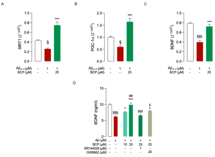 BCP enhances the expression of BDNF-related upstream regulators and restores BDNF levels in Aβ-treated HMC3 cells through the modulation of both CB2R and PPARγ signaling. Pretreatment with 25 μM BCP significantly increased the expression of PGC-1α (A), SIRT1 (B), and BDNF (C) genes in HMC3 cells exposed to Aβ25-35 (1 μM for 48 h). In addition, BCP pretreatment increased BDNF protein levels in the same experimental conditions (D). Co-treatment with the CB2R antagonist SR144528 (1 μM) or the PPARγ antagonist GW9662 (20 μM) attenuated the effect of BCP (D). Data represent means ± SEM from three independent experiments (n = 3), performed in duplicate. Statistical analysis was performed using ordinary one-way ANOVA followed by Tukey’s multiple comparison test. § p < 0.05, §§§ p < 0.005 compared to control; * p < 0.05, *** p < 0.005 vs. Aβ-treated cells; ## p < 0.01 compared to 10 µM BCP pretreated cells; $ p< 0.05 and $$$ p < 0.005 compared to 25 µM BCP treated cells.