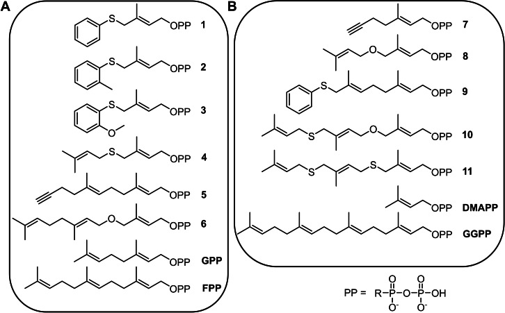 Prenyl diphosphates applied for transformations by CLS and TEAS. A) Prenyl diphosphates accepted by CLS or TEAS. B) prenyl diphosphates which were not transformed by CLS and/or TEAS (B).