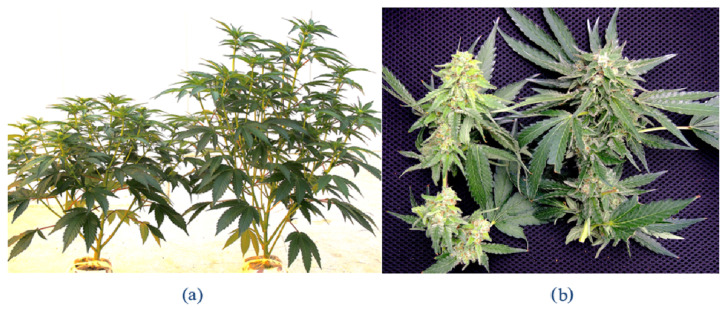 Symptoms of stunted plant growth (a), and reduced inflorescence development and chlorosis (b), on cannabis genotype PD (left plant in both photos) compared to an asymptomatic plant and healthy inflorescence, respectively (right plant in both photos). The asymptomatic plant was confirmed to be HLVd-negative by RT-PCR.
