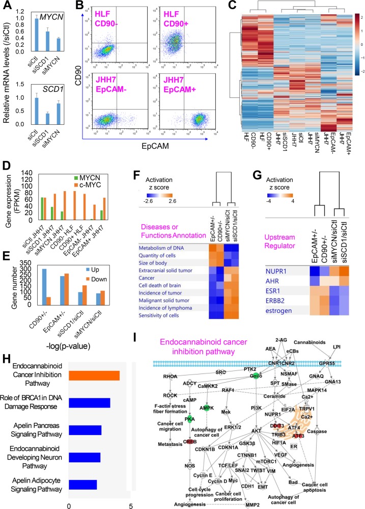 RNA-seq based transcriptome analysis identifies molecular targets of SCD1 in MYCNhigh HCC cells.a MYCN (upper) and SCD1 (lower) gene expression in JHH7 cells treated with 100 nM control siRNA (siCtl), siSCD1 or siMYCN for 24 h. b Double-staining flow cytometric analysis of CD90 and EpCAM in FACS-isolated CD90+/− HLF cells (upper) and EpCAM+/− JHH7 cells (lower). c Hierarchical clustering of RNA-seq based transcriptome profiles of CD90+/− HLF cells, EpCAM+/− JHH7 cells and JHH7 cells treated with 100 nM siCtl, siSCD1 or siMYCN for 24 h. d Expression of MYCN and c-MYC measured by RNA-seq analysis. FPKM, fragments per kilobase of exon model per million reads mapped. e Numbers of differentially expressed genes with a threshold of change of more than 4-fold. f Top disease or functional annotation and g upstream regulator associated with differentially expressed genes between EpCAM+/− JHH7 cells, CD90+/− HLF cells, siMYCN/siCtl-treated JHH7 cells, and siSCD1/siCtl-treated JHH7 cells performed in IPA platform. The pathways were ranked according to their activation z score, which can be used to predict either activated or inhibited state based on a statistically significant pattern match of up- and downregulation, respectively. h Top highly populated canonical pathways associated with a total of 154 genes (1) differentially expressed by siSCD1 transfection in JHH7 cells; (2) differentially expressed between EpCAM+/− JHH7 cells and reversibly changed in compared with siSCD1 transfected JHH7 cells; (3) with no changes between CD90+/− HLF cells and by siMYCN transfection in JHH7 cells. i A representative network under control of SCD1 in JHH7 cells called the endocannabinoid cancer inhibition pathway. Upregulated genes are indicated in red, downregulated genes indicated in green, and genes that were not annotated in this study, but are part of this network were indicated in white.