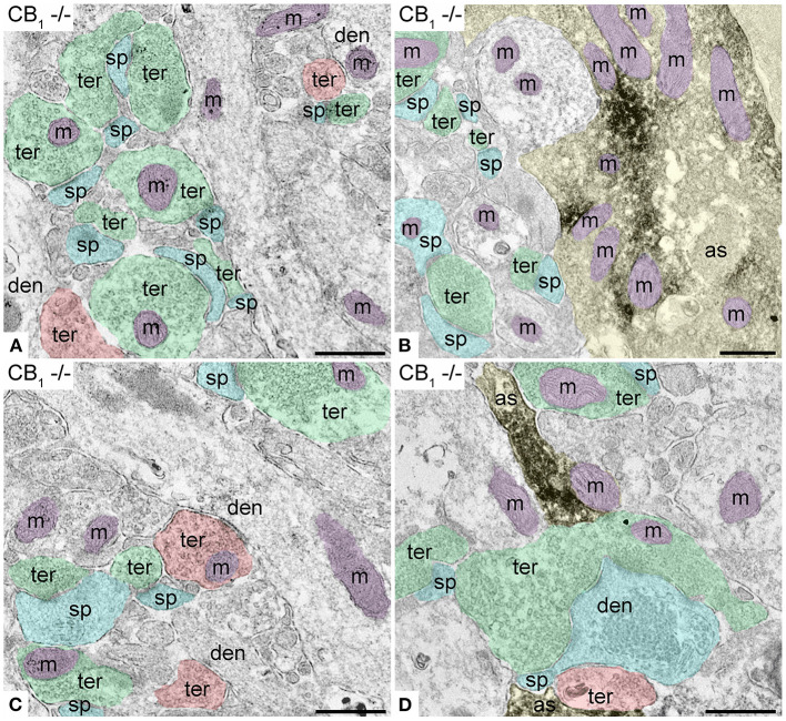 Specificity of the CB1R antibodies in dentate ML of the CB1R-KO mouse processed for electron microscopy. (A,C) Single pre-embedding immunogold method for CB1R. (B,D) Double pre-embedding immunogold for CB1R and immunoperoxidase for GFAP method. No CB1R labeling is detected in the outer 2/3 (A,B) and inner 1/3 of the layer (C,D). Scale bars: 0.5 μm.