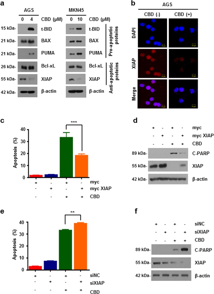 CBD suppresses expression of XIAP.a AGS (left) and MKN45 (right) cells treated with CBD for 24 h. Cells were collected for western blotting with the indicated antibodies. b AGS cells were treated with 4 μM of CBD for 24 h. Cells were immunostained with anti-XIAP (Red). Images were obtained using a confocal microscope. c, d AGS cells were transfected with myc-XIAP plasmid and treated with 4 μM CBD for 24 h. Apoptosis of cells was determined by flow cytometry (c) and immunoblotting (d). ***P < 0.001. e, f XIAP was knocked down using siRNA, treated with 4 μM CBD for 24 h, and subjected to flow cytometry (e) and western blotting (f)
