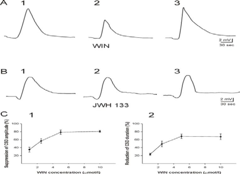 Effects of CB (1)-agonist WIN 55,212-2 and CB (2)-agonist JWH 133 on cortical spreading depression (CSD) in the somatosensory neocortical tissues of rats. A: Recording of DC potential shifts in the third layer of a neocortical slice before (A1), during (A2), and after (A3) application of WIN 55,212-2 (5 µM). WIN 55,212-2 significantly suppressed the amplitude and duration of CSD (t-test). B: Recording of negative DC-fluctuations before (B1), during (B2), and after (B3) application of JWH 133 (10 µM) in the third layer of a neocortical slice. There were no statistical changes in CSD characteristic features by JWH 133. SD was elicited by KCl microinjection. C: The curve indicates the plot of percentage decreases of CSD amplitude (C1) and duration (C2) vs. WIN 55,212-2 concentrations (n = 6 for each concentration). WIN 55,212-2 dose-dependently suppressed the amplitude (C1) and the duration of CSD (ANOVA, P ≤ 0.001). The percentage of CSD amplitude and duration reduction was measured by division of the amplitude and the duration of CSD induced after application of WIN 55,212-2 to the amplitude of SD elicited before superfusion of the substance. Values represent mean±SEM