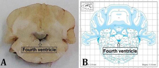 A) Permanent cannula location in the 4th ventricle (arrow) of all rats included in the data analysis; B) Schematic illustration of transverse section of the rat brain showing the location of the 4th ventricle. Atlas plate was adopted from Paxinos and Watson.16