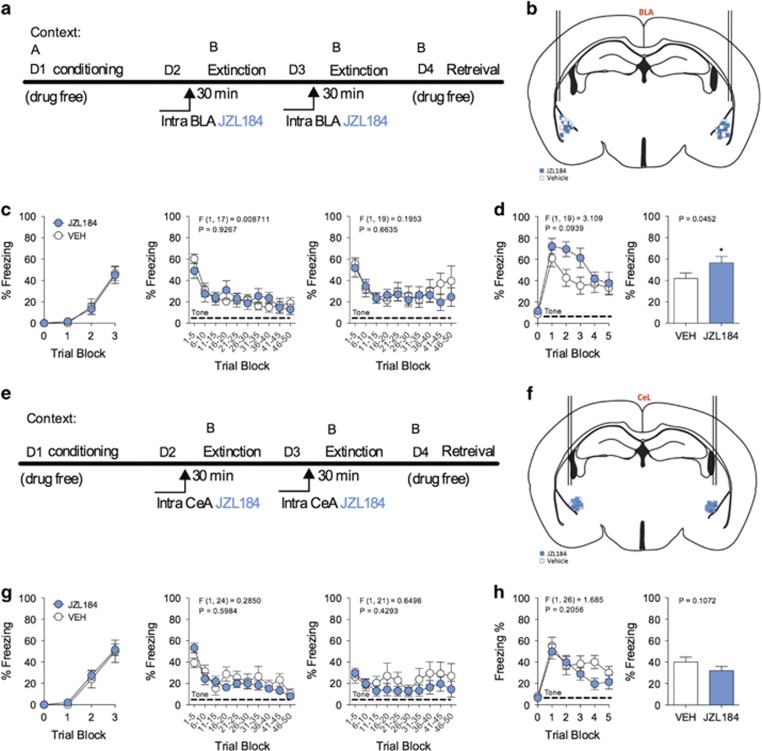 JZL184 microinfusion into the BLA enhances retention of cue-conditioned fear. (a) Schematic of JZL184 BLA-specific microinfusion paradigm and drug-free retrieval. (b) Coronal representation of BLA microinjection targeting for each subject determined by post hoc analysis of injection sites. (c) Effects of JZL184 microinfusion into the BLA on freezing during cue-conditioning and short-term extinction sessions. (d) Effects of JZL184 on freezing during a drug-free retrieval test. (e) Schematic of JZL184 CeA-specific microinfusion paradigm and drug-free retrieval. (f) Coronal representation of CeA microinjection targeting for each subject determined by post hoc analysis of injection sites. (g) Effects of JZL184 microinfusion into the CeA on freezing during cue-conditioning and short-term extinction sessions. (h) Effects of JZL184 on freezing during a drug-free retrieval test. *P<0.05 significantly different from vehicle treatment by unpaired one-tailed t-test (bar graphs). Error bars represent s.e.m. (a–d) n=12 mice for JZL184 group, and n=9 mice for vehicle group. (e–h) n=19 mice for JZL184 group, and n=10 mice for vehicle group. BLA, basolateral nucleus of the amygdala; CeA, central amygdala.