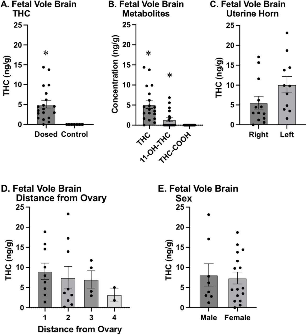 A) THC concentration (measured in ng of THC per g of tissue) in the brains of dosed (left) vs control (right) fetuses. There was significantly higher THC concentration in the brains of dosed subjects compared to control subjects, and no THC was detected in the brains of any of the control subjects. B) THC and metabolites in the fetal brain. Both THC (left) and 11-OH-THC (center) were found at significantly higher levels than COOH-THC (right) in the brains of fetuses dosed with THC. C) The concentration of THC in the brains of vole fetuses found in the left uterine horn (right) did not differ from those in the right uterine horn (left). D) Fetal position in the uterine horns was identified based on distance from the ovary, with 1 being adjacent to the ovary and higher numbers being progressively closer to the vaginal canal. THC concentration in fetal vole brains did not differ based on position within the uterine horn. E) THC concentration in the brains of dosed fetuses in relation to sexes. There was no difference in THC concentration in the brains of male and female fetal subjects. * - indicates significantly different from all other groups