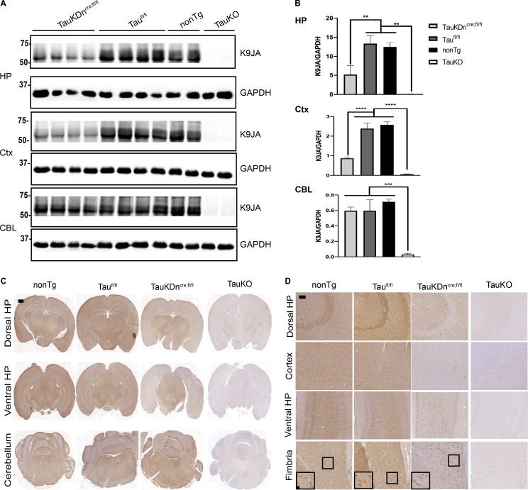 Characterization of tau expression in TauKDncre;fl/fl mice. (A) Western blot of K9JA in TauKDncre;fl/fl (n = 4), Taufl/fl (n = 4), nonTg (n = 2), and TauKO mice (n = 2) in the hippocampus (HP), cortex (Ctx), and cerebellum (CBL). GAPDH is loading control. Two independent experiments. (B) Quantification of K9JA and GAPDH signal by Western blot. Mean ± SEM plotted. One-way ANOVA with Bonferroni post hoc test: HP, P = 0.0002, Ctx, P = 0.0001, CBL, P = 0.0016; post hoc: **, P < 0.01, ***, P < 0.001, ****, P << 0.0001. (C) R2295 IHC in nonTg (n = 3), Taufl/fl (n = 3), TauKDncre;fl/fl (n = 3), and whole-body TauKO mice (n = 3). Two independent experiments. Scale bar, 1,000 µm. (D) R2295 IHC in nonTg, Taufl/fl, TauKDncre;fl/fl, and TauKO mice in dorsal and ventral HP, cortex, and fimbria. Scale bars, 50 µm; inset, 10 µm.