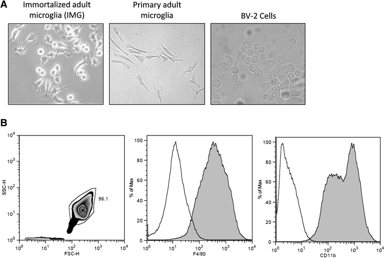 IMG cells display similar morphology to primary microglia and express the microglia markers CD11b and F4/80. a Representative DIC images of IMG, BV-2, and primary adult microglial cells. Images are at ×40 magnification. b Flow cytometry of IMG cells. Representative zebra plot (left panel) of IMG showing a population of >95 % was gated for the analysis of IMG F4/80 (middle panel) and CD11b (right panel) expression (filled trace) by flow cytometry. Isotype controls (open trace) are also included in the graphs