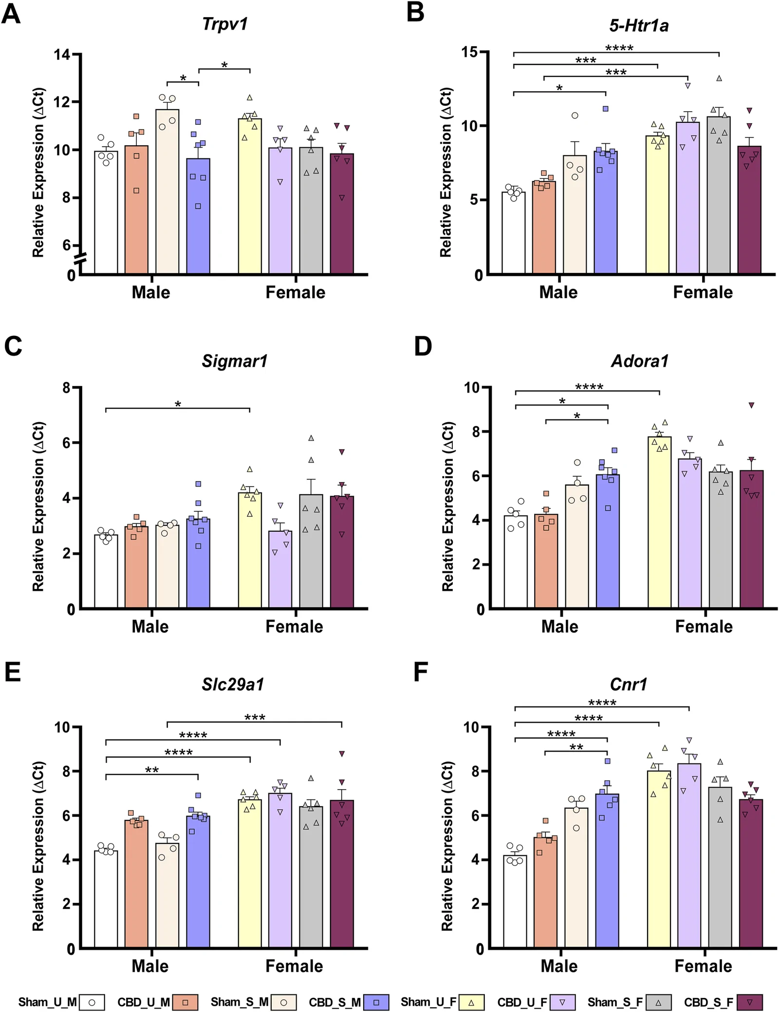 Six bar charts labeled A to F display relative gene expression (ΔCt) of Trpv1, 5-Htr1a, Sigmar1, Adora1, Slc29a1, and Cnr1 across male and female groups with different treatments. Each chart compares several groups by color, with significance asterisks and statistical bars indicating notable differences. Group labels are referenced by legend and chart axes. Individual data points are shown above each bar, and error bars indicate variability.