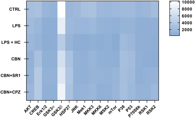 Heat map of the most relevant 17 proteins of the MAPK signaling pathway in HaCaT cells following 24 h treatment with LPS (5.0 μg/mL) in the presence of 2.5 μM CBN, alone or in combination with the two selective antagonists for CB1 (SR1 at 0.1 μM) and TRPV1 (CPZ at 5.0 μM). Samples were analyzed through the human phosphorylation array, and data are expressed as means of three sets of experiments for each condition (n = 3).