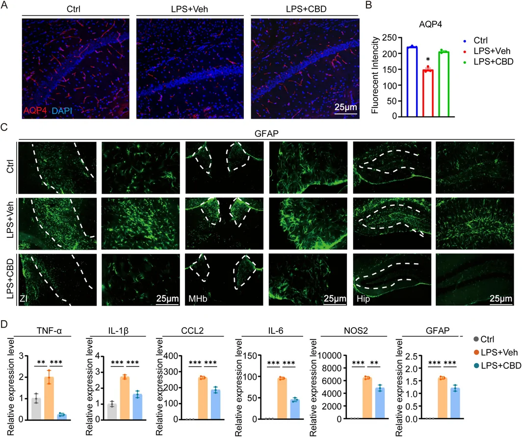 CBD Inhibits Aberrant Activation and Inflammatory Responses of BBB Astrocytes in LPS‐Induced Models. (A) Immunofluorescence staining of AQP4 in hippocampal sections. Scale bar: 25 μm. (B) Quantitative analysis of AQP4 in (A). (C) GFAP immunofluorescence staining in the hippocampus, medial habenula, and septum pallucidum of mice from the three groups. (D) Expression levels of GFAP and pro‐inflammatory cytokines (TNF‐α, IL‐1β, IL‐6, CCL2, and NOS2) in the hippocampus of the three groups of mice. Data are presented as mean ± SEM (n = 3). One‐way ANOVA with Tukey's post hoc test was used for statistical analysis; ns, not significant; *p < 0.05, **p < 0.01, ***p < 0.001.
